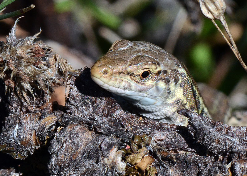 Podarcis sicula